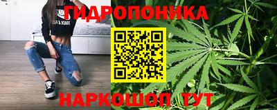шишки Донской